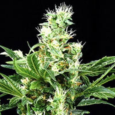 G13 Labs - Northern Light x Skunk Feminised Cannabis Seeds - Image 2