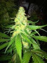 G13 Labs - Northern Light x Skunk Feminised Cannabis Seeds - Image 3