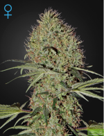 Green House Seeds - Auto Super Bud Feminised Autoflowering Cannabis Seeds