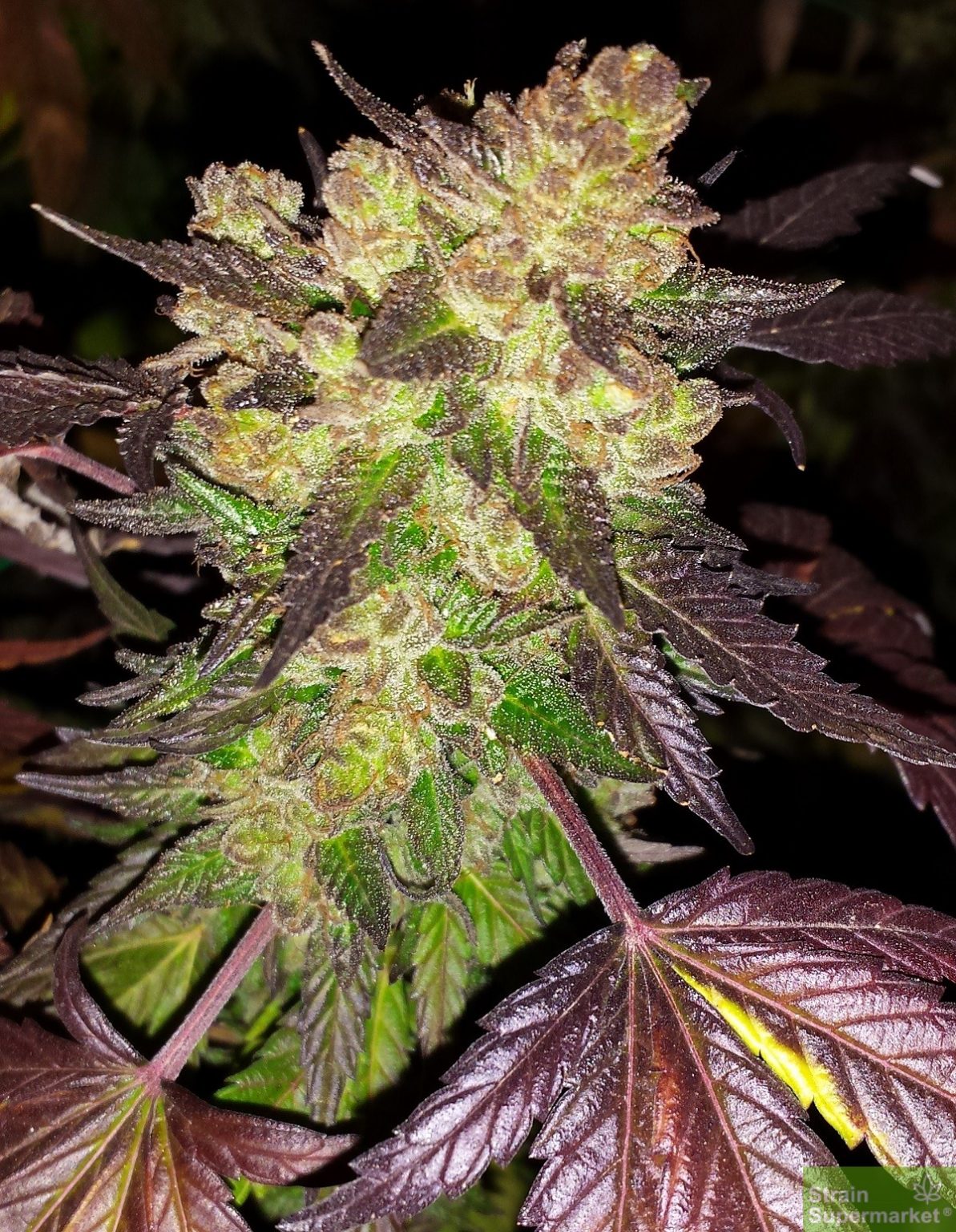 Stinky Seeds – Cherry Pie – Feminized Cannabis Seeds