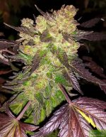 Stinky Seeds – Cherry Pie – Feminized Cannabis Seeds