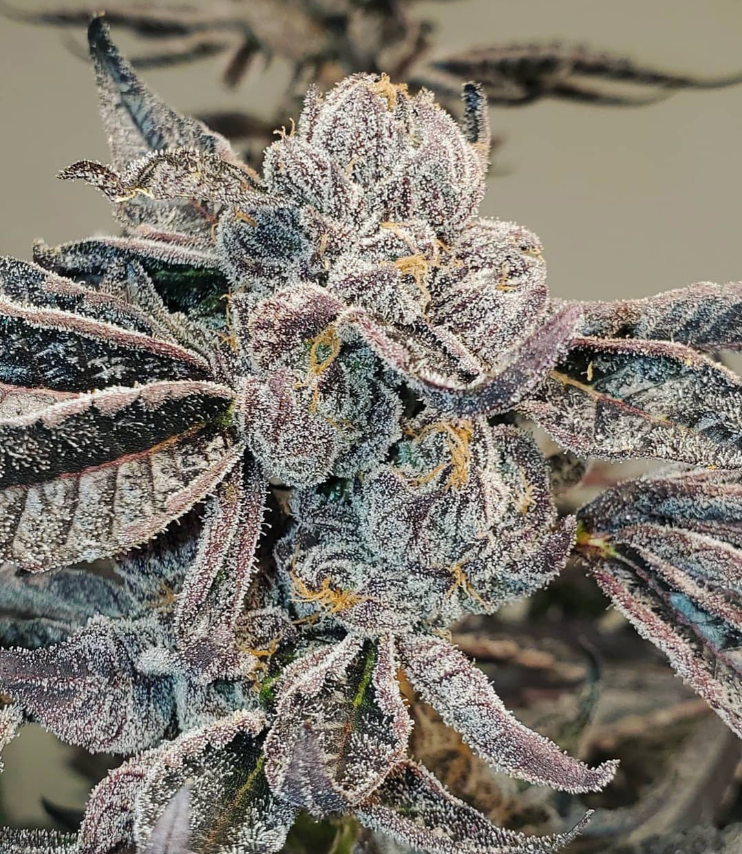 Runtz Strain Seeds: 7 Bad Habits That Individuals Need To Quit For This Unconventional Plants