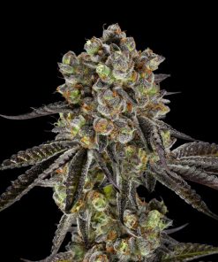 High CBD Cannabis Seeds